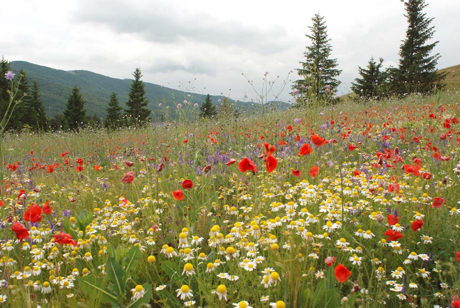 Ancora dal Parco Naz. d''Abruzzo